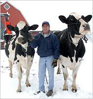 December 29, 2006 F.D.A. Says Food From Cloned Animals Is Safe By ANDREW POLLACK and ANDREW MARTIN Janet Hostetter for The New York Times Bob Schauf, with two of his cloned cows in Barron, Wis. Mr.