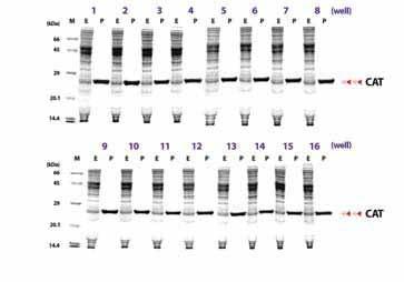 ProXpress PCR Template Kit, 16 reactions ExiProgen ProXpress PCR Template Kit, 32 reactions Gene Synthesis Service Cat. No.