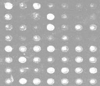 Dot Blot is closest relative for microarray Total RNA -target obe is a labeled fragment used to measure oncentration of unknown sample Probe becomes target Reverse