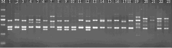 Genetic diversity in Piper spp 2937 6X PCR buffer, 0.6 mm dntp, 0.35 μm primer, 1.5 mm Mg 2+, and 25-200 ng template DNA.