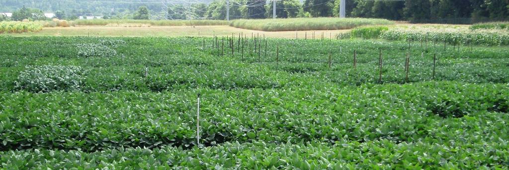 Research in Fayetteville Establish maximum yield environment Plots 30ft x 4 rows, center 20ft for