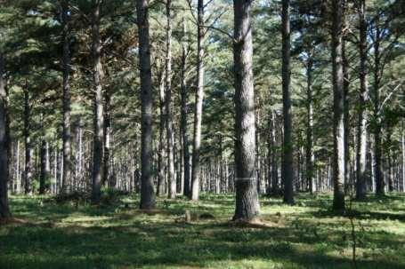 Major Region 8 Pine Species Shortleaf &