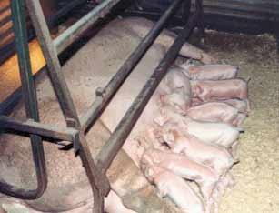 eighteen Section 5: THE WELFARE OF PIGS Breeding Sows In 1999, the UK banned the use of narrow sow stalls and tethers for pregnant pigs.