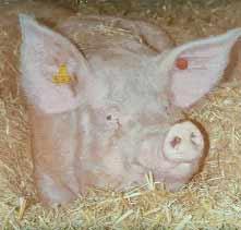 The EU has agreed to ban the prolonged use of sow stalls from 2013, whilst tethering will be illegal from 2006.