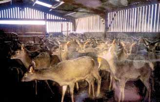 Farmed Deer Welfare concerns remain about the farming of deer, especially with regard to the method of slaughter.