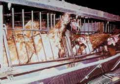 Progress is urgently needed to raise welfare standards for the indoor-farming of pigs, the rearing of chickens for poultry meat where the great majority are intensively farmed, and for farmed fish.