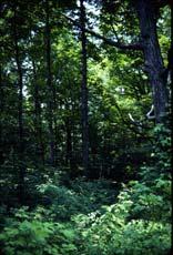 Productivity and Understories Productivity high dense forests and