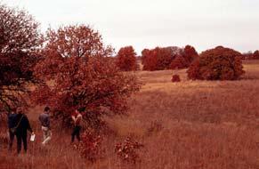 constant source of water Examples: elms, cottonwoods, sycamores,