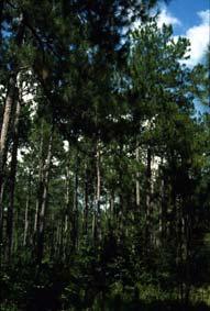 . only) Commonly called the Southern Pine Region because of commercial