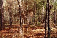 determined by climate, grazing, and fire history Primary Southern Pines 4