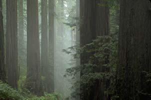 2% of US forests Forests: Redwoods World s s tallest tree Among largest in dia.