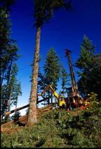 Managing for timber production