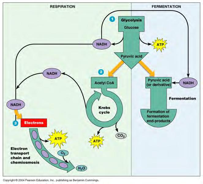 Figure 2: Cellular Respiration and