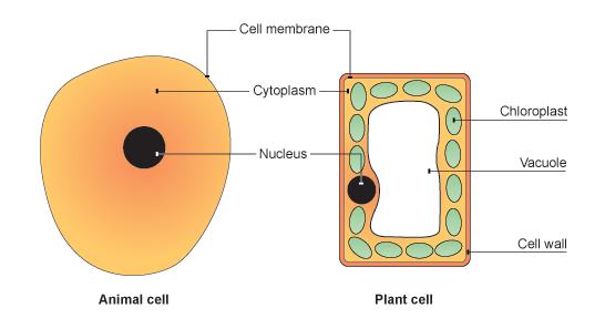 B2.1 Plant and Animal Cells Plant and animal cells can be studies in greater detail using a light microscope. Light passes through a thin slice of the specimen. Lenses magnify the specimen many times.