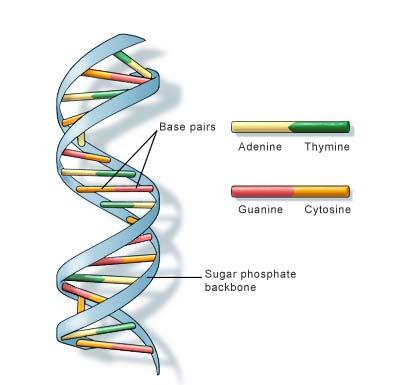 B2.3 DNA Key Definition A gene is a section of DNA that codes for a specific
