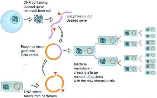 B2.6 Genetic Engineering Know this process!
