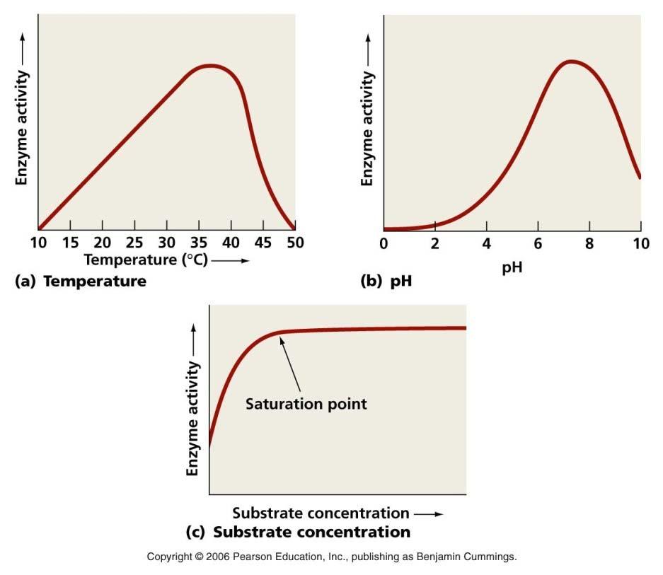 B2.14 Enzyme Action As temperature increases, so does enzyme activity, up to 40 o C. After 40 o C the active site is denatured and the reaction stops. Enzymes can never be killed.