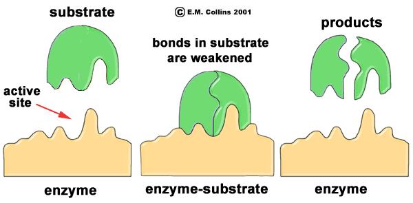 B2.14 Enzyme Action Enzymes work like a lock and key Lock and Key One key will only fit