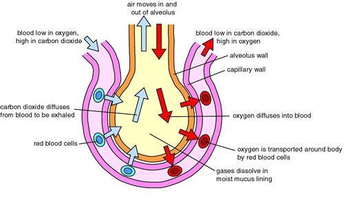 Respiring cells = oxygen and glucose levels fall as they are used up in aerobic