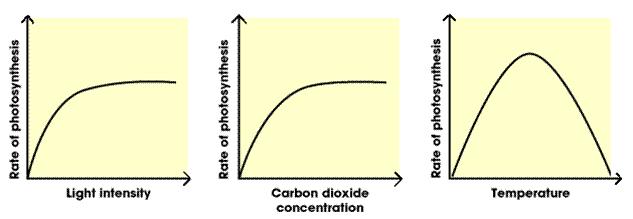2.20 Factors that effect the rate of photosynthesis. 3 factors that effect photosynthesis. Carbon dioxide Light Temperature All 3 are needed at optimum amount for photosynthesis to be at its best.