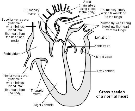 to heart (Left side) Pumped to the body cells and tissues (by left ventricle) Left and right side