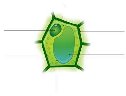 cell. Supports the cell. Absorbs LIGHT. Where photosynthesis takes place Where respiration occurs. Helps support the plant by keeping the cell rigid 3. Electron Microscope 4.
