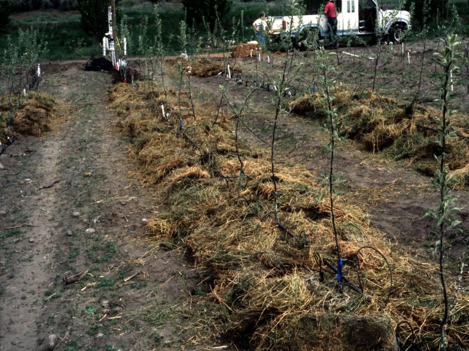 Only alfalfa hay mulch increased growth both