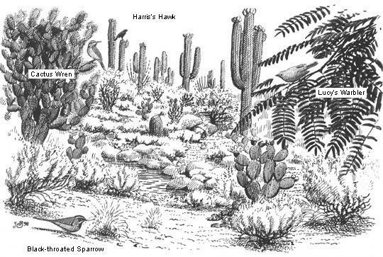 Below is a diagram of a desert ecosystem.
