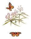 Biology CP 10-11 Take-Home Ecology Packet NAME: Monarch Butterfly/Milkweed The monarchs drink nectar from and lay their eggs on the milkweed.