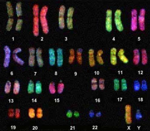 Whole Chromosome FISH Compared to Karyotype banding Whole chromosome paints can be used to detect small