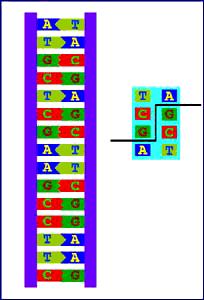 posizione variabile su entrambi i filamenti necessitano di Mg ++ sono in forma