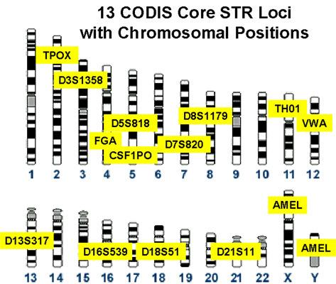 VI. Določanje polimorfizma kratkih tandemskih ponovitev (STR) Čeprav je zaporedje nukleotidov v genomu dveh ljudi 99,9 % identično, so v preostalem 0,1 % zaporedja lahko razen točkastih mutacij tudi