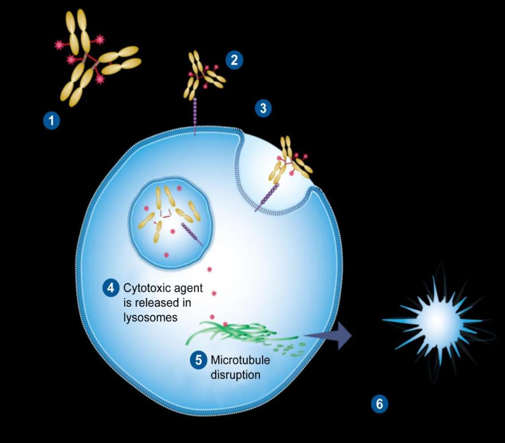 MoA: Polatuzumab vedotin (anti-cd79b ADC) Potential to become part of a future backbone Anti-CD79b targets to B-cell