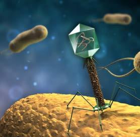 Bacteriophages - Targeted Antibacterials Naturally-occurring viruses Infect and kill only bacteria Target specific bacterial strains Most abundant and diverse organisms on Earth Humans co-exist with