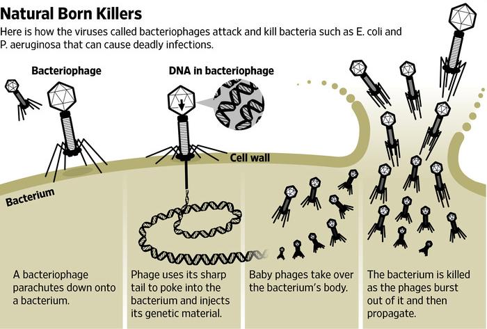 How Phages Destroy Bacteria A bacteriophage parachutes binds to receptor on bacterium Phage uses its tail to poke into the bacterium and injects its