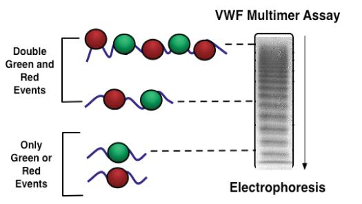 VWF: RCo Activity by Flow Cytometry Chen et al.