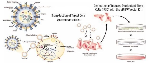 Thermo Scientific vips Kit High Efficiency of ipsc colonies formed (6 pluripotency factors) Resemble ES cells based on morphology, stem