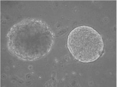 Application Cell Clusters in Suspension Certain cell types form cell clusters or spheroids - frequently used in stem cell biology and cancer biology