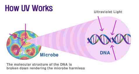 Ultraviolet (UV) Radiation Kills by: Damaging the DNA/RNA, which prevents replication.