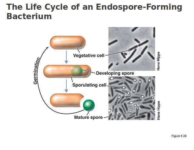 Bacterial endospores Diseases: Anthrax Tetanus