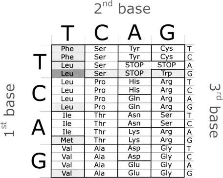 402 Fig. 1. The standard genetic code. The codons in light gray are the mutant codons originated from the original codon (in dark gray) after one point mutation.