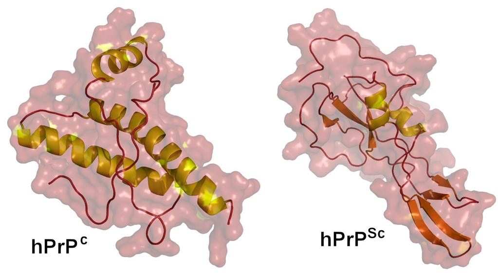 PrPc vs. PrPsc PrPsc (scrapie) isoform Toxic conforma.