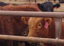 41-5 CHANGE IN BEEF COWS NUMBERS JANUARY 1, TO JANUARY ( Head) -15 5 6-2 -45-44 78-79 -55-9 - -24 1
