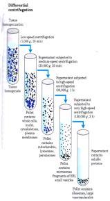 Purification: Step 2 getting rid of cellular debris CENTRIFUGATION Separation method that involves applying a centrifugal force to a particle. Separation based on mass of particle.