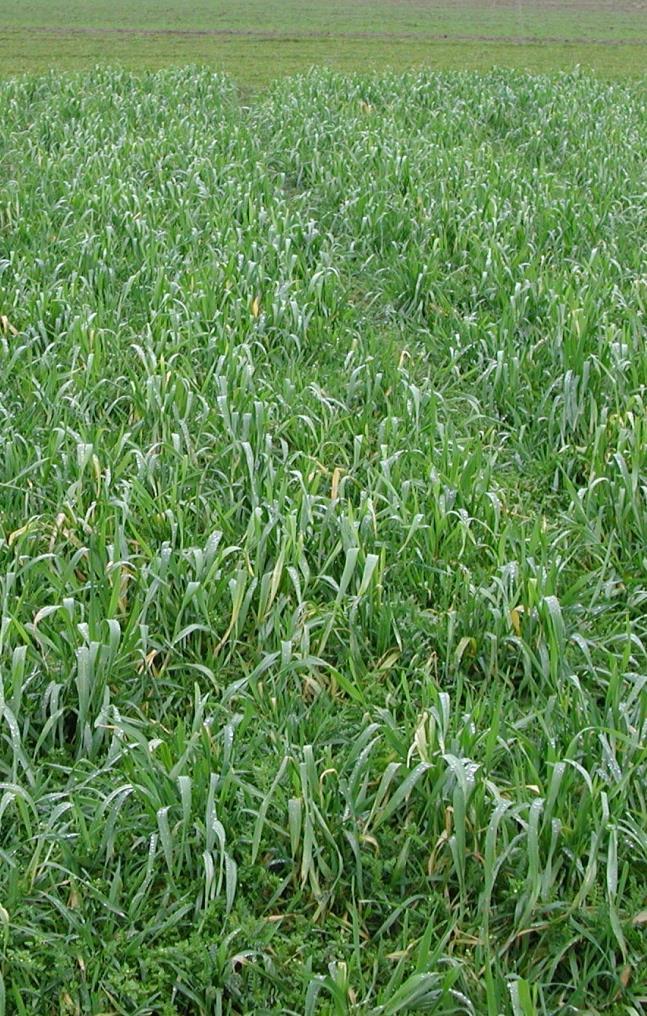 Cover crops typically