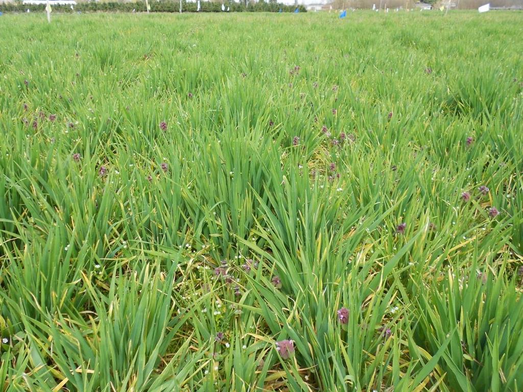 Cereal and grass cover crops Rye, oats, triticale, wheat, annual ryegrass Rapid growth