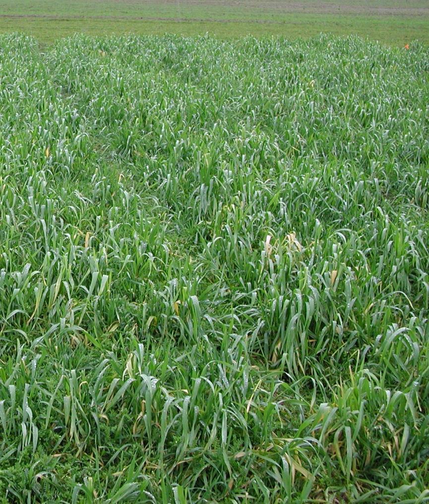Cereal Rye Old reliable Good fall growth and weed suppression with