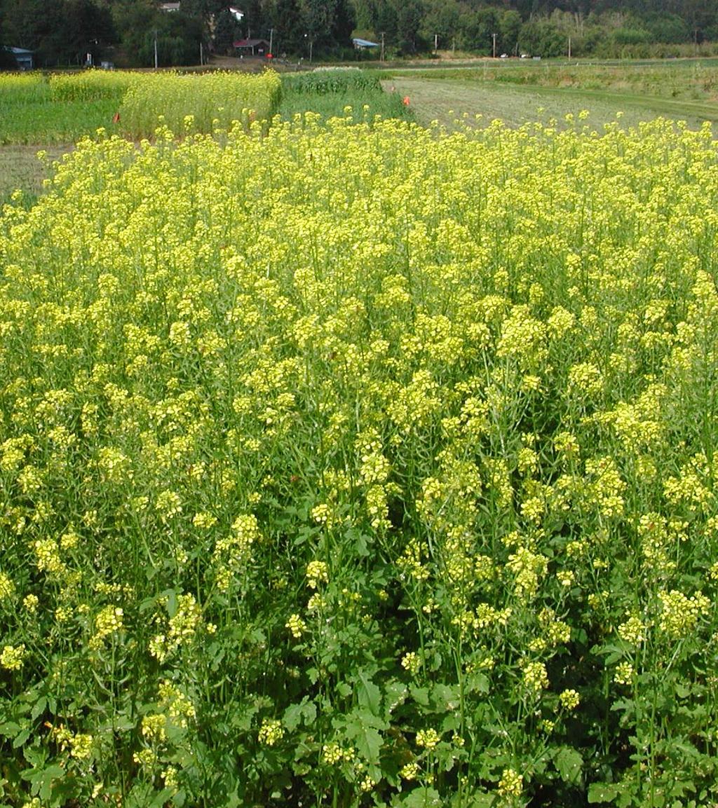 Other: Brassicas Mustards, oilseed radish, canola Grows fast from small seed.
