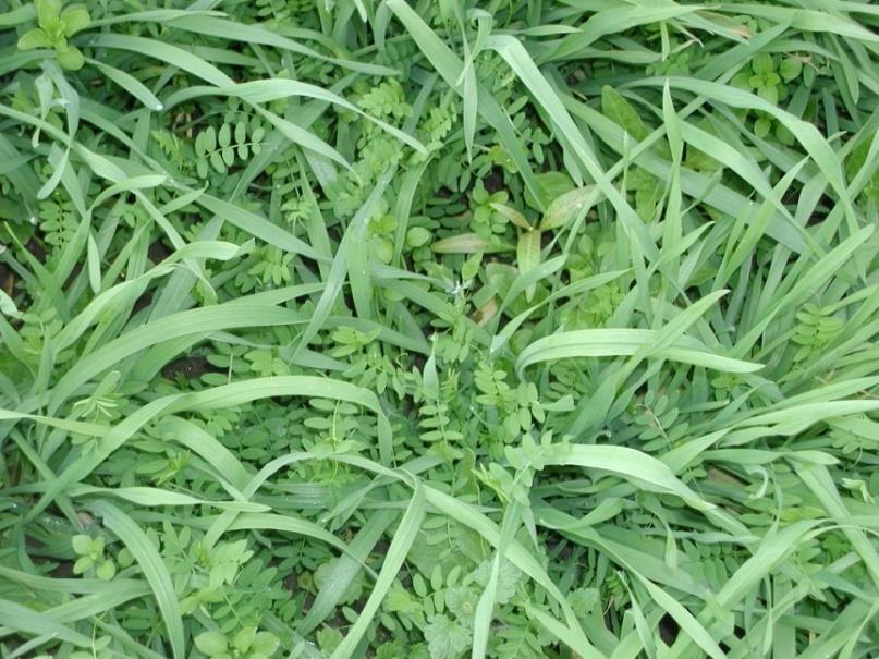 Cereal-legume blends provide benefits of both types of cover crops and reduce