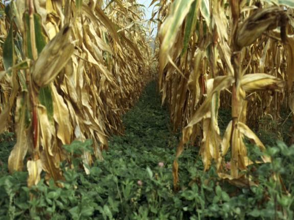 Benefits of Cover Crops Economical Reduced Fertilizer Costs